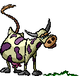 The Cow says "Welcome".